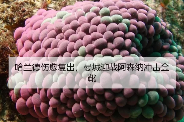 哈兰德伤愈复出，曼城迎战阿森纳冲击金靴 - MKSports
